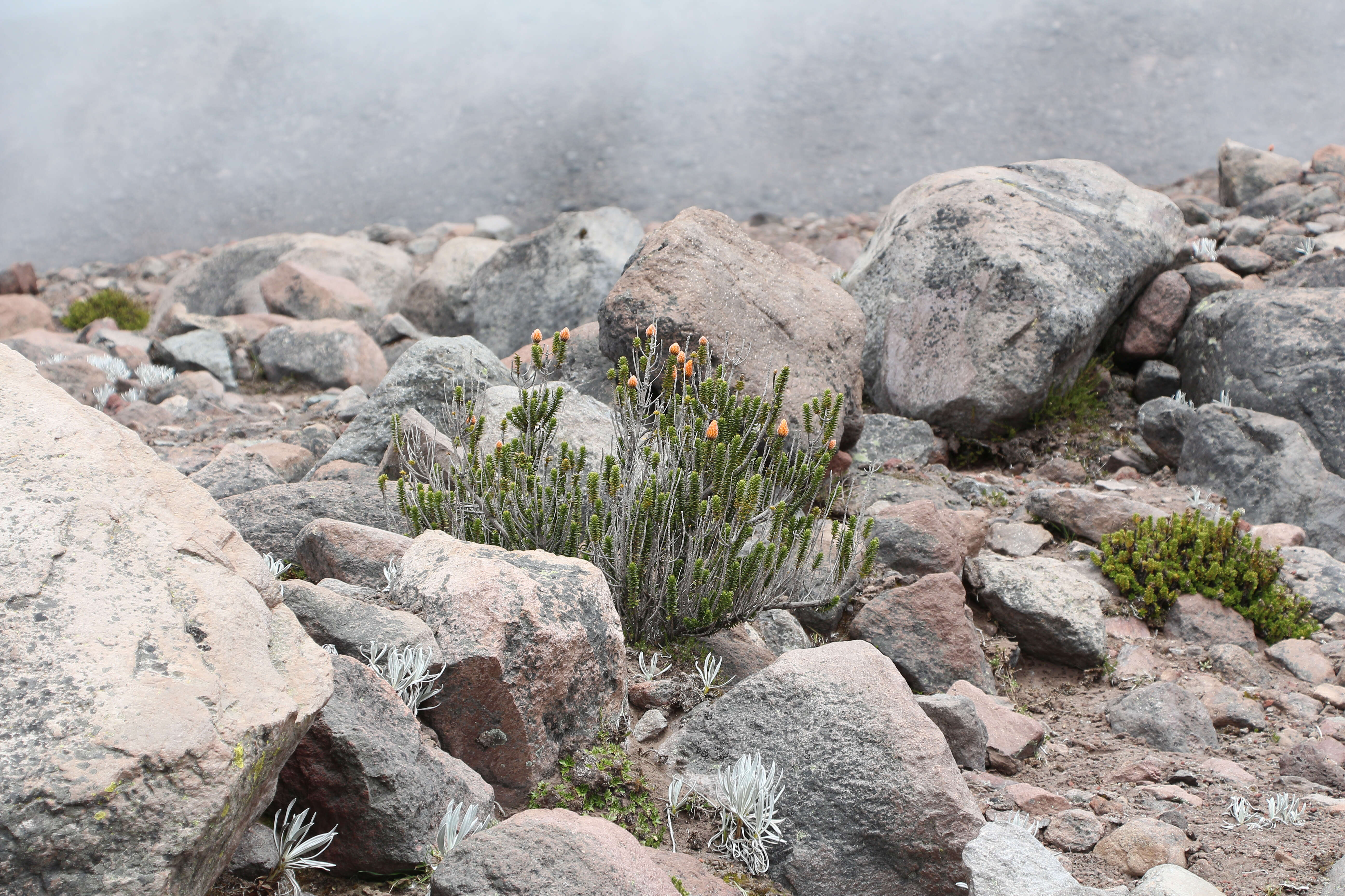 Image of flower of the Andes