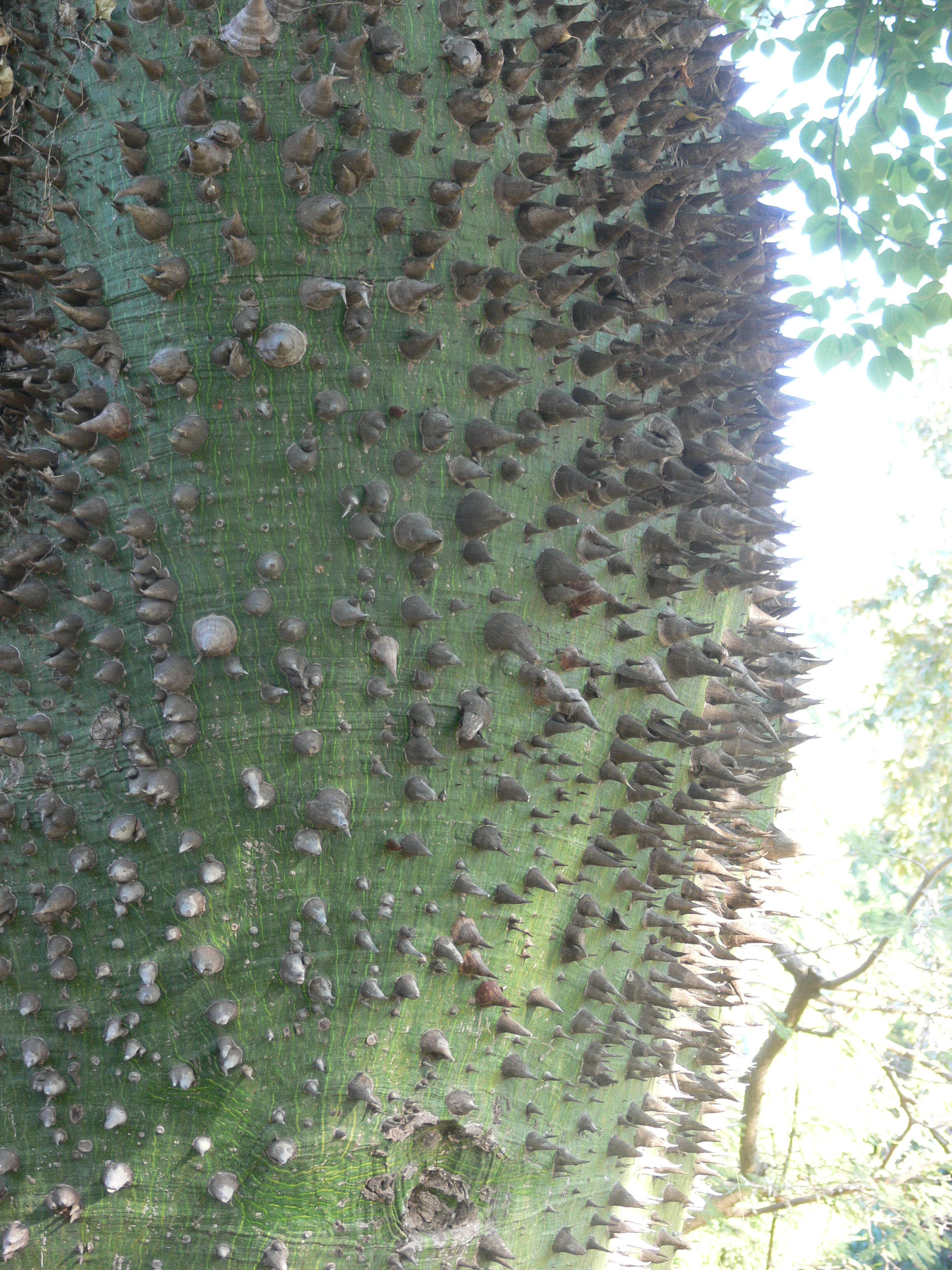 Image de Ceiba insignis (Kunth) P. E. Gibbs & J. Semir