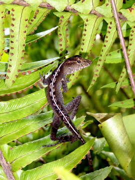 Image of Stuart's Anole