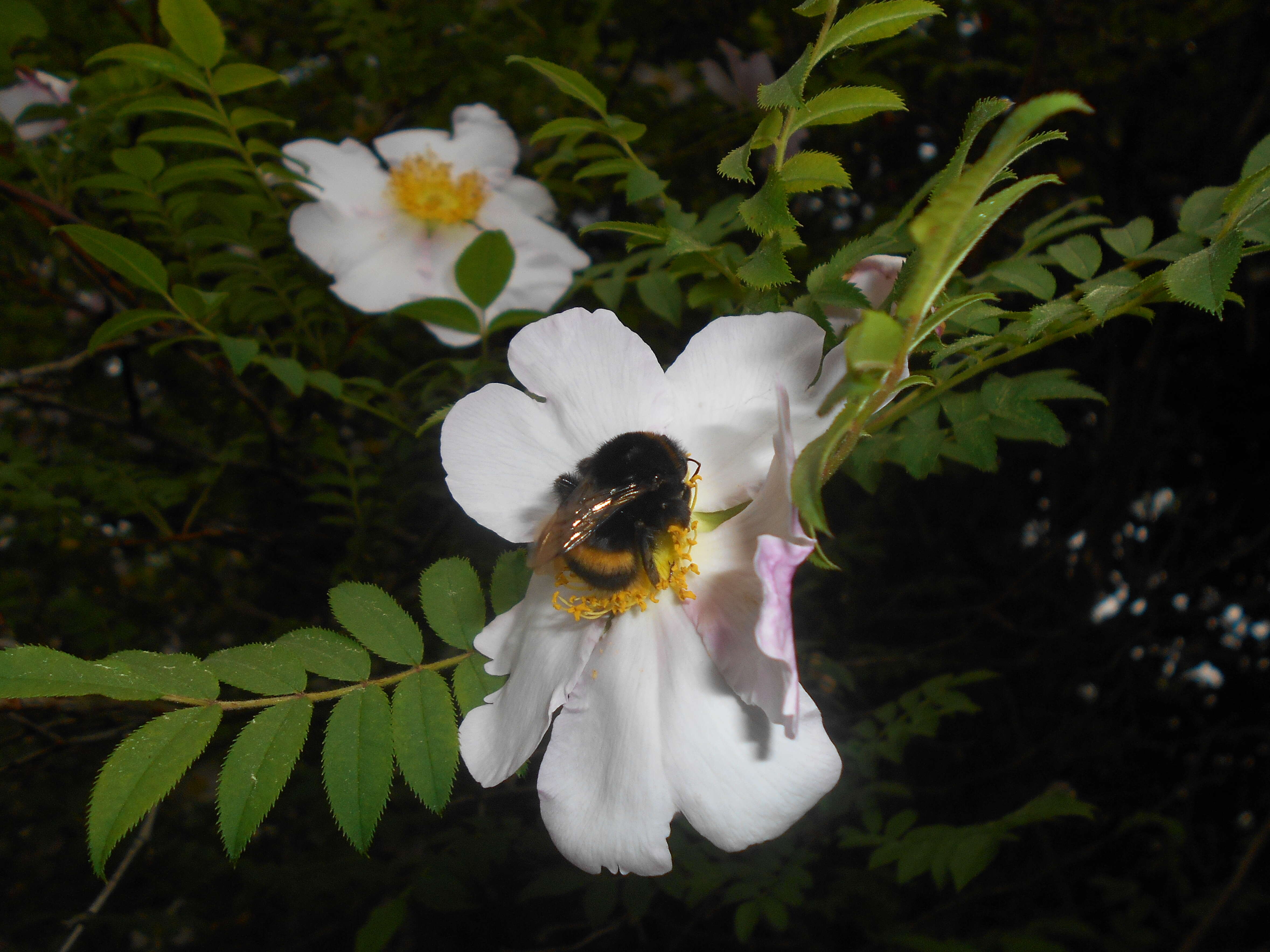 Image of chestnut rose