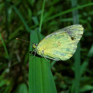 Image of Eastern Pale Clouded Yellow