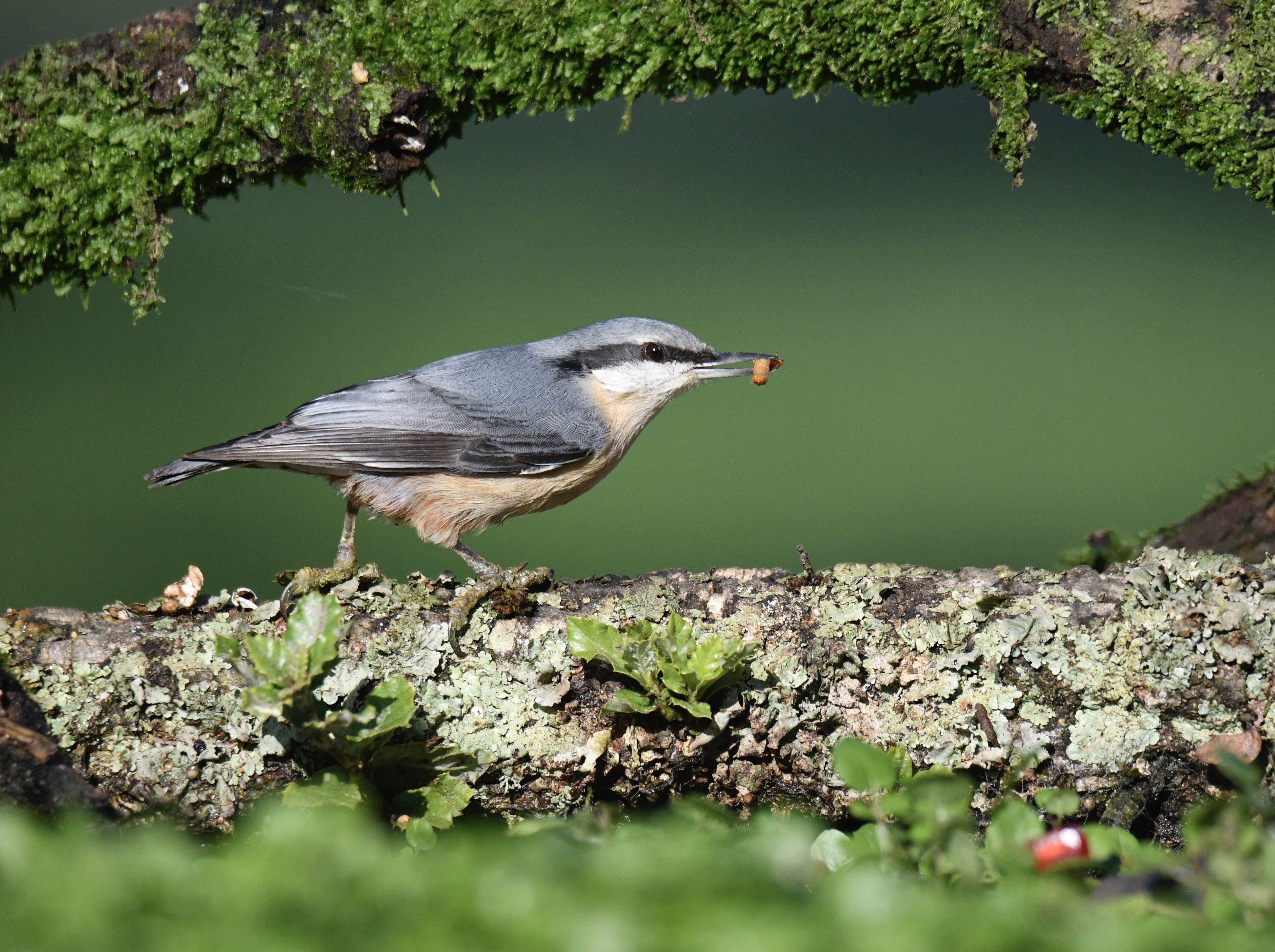 Image of Eurasian Nuthatch