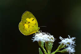 Image of Eurema nilgiriensis Yata 1990