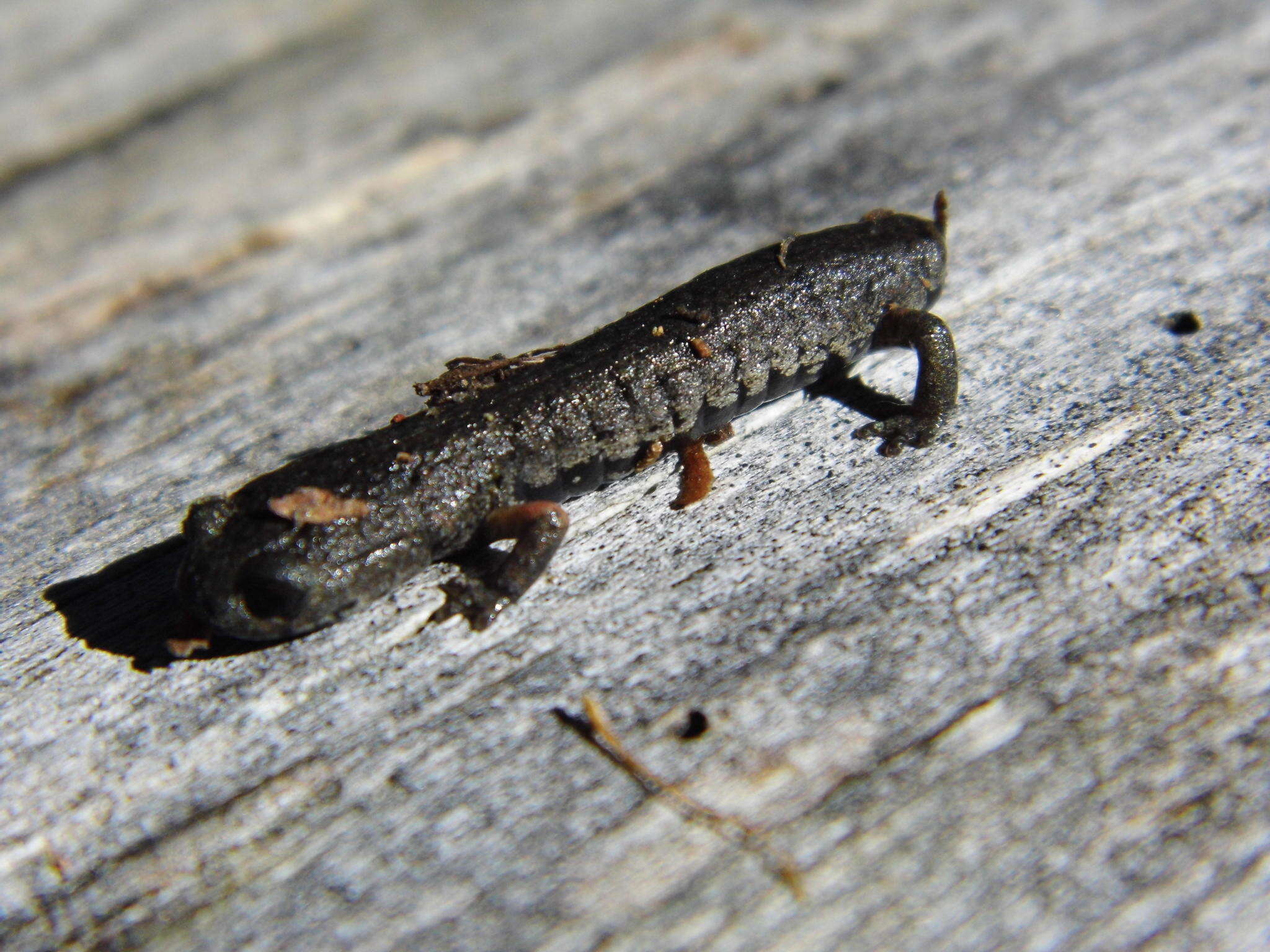 Image of Cochran's False Brook Salamander