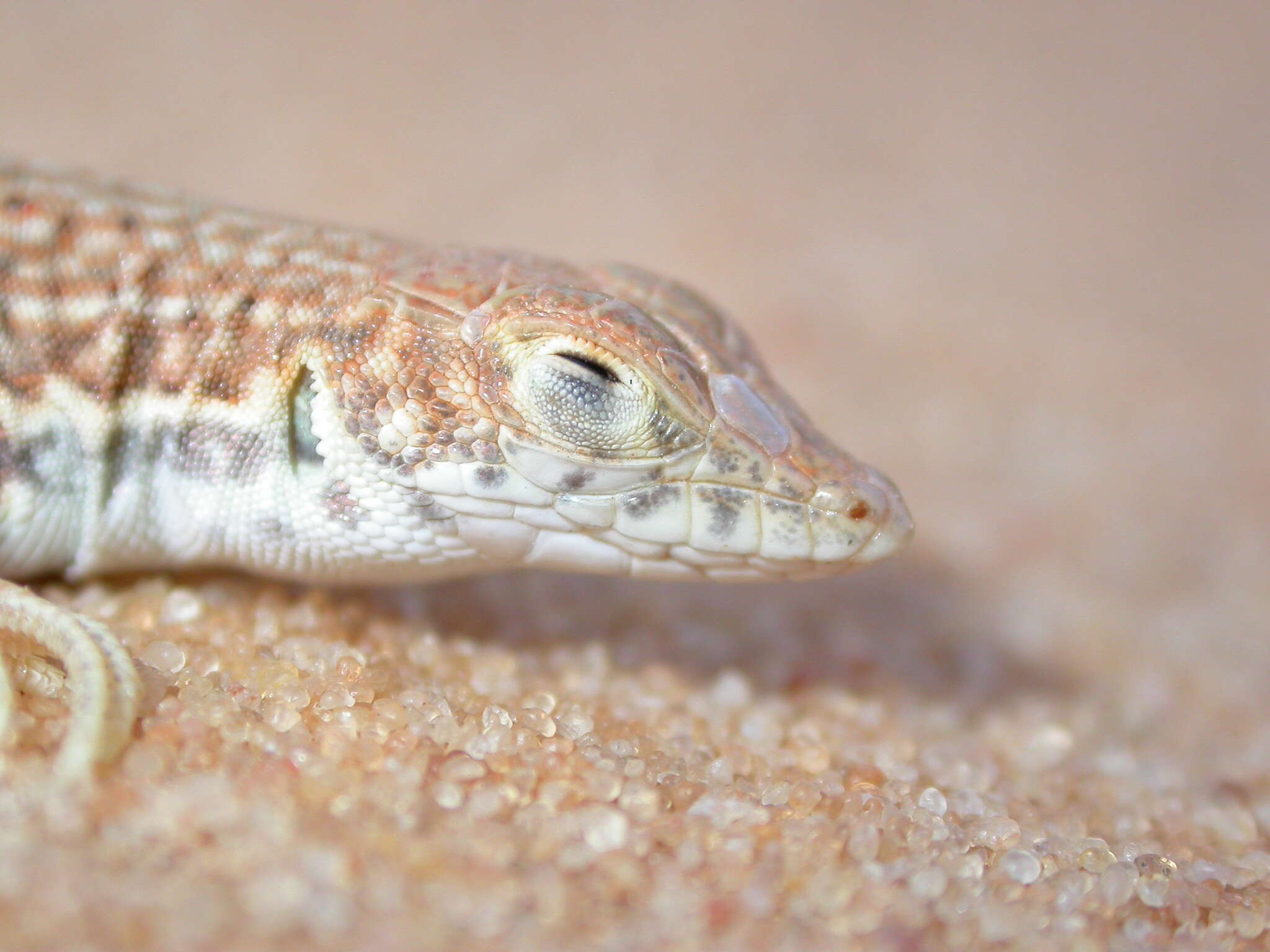 Plancia ëd Acanthodactylus dumerilii (Milne-edwards 1829)