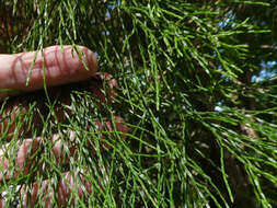 Image of Brush Cypress Pine