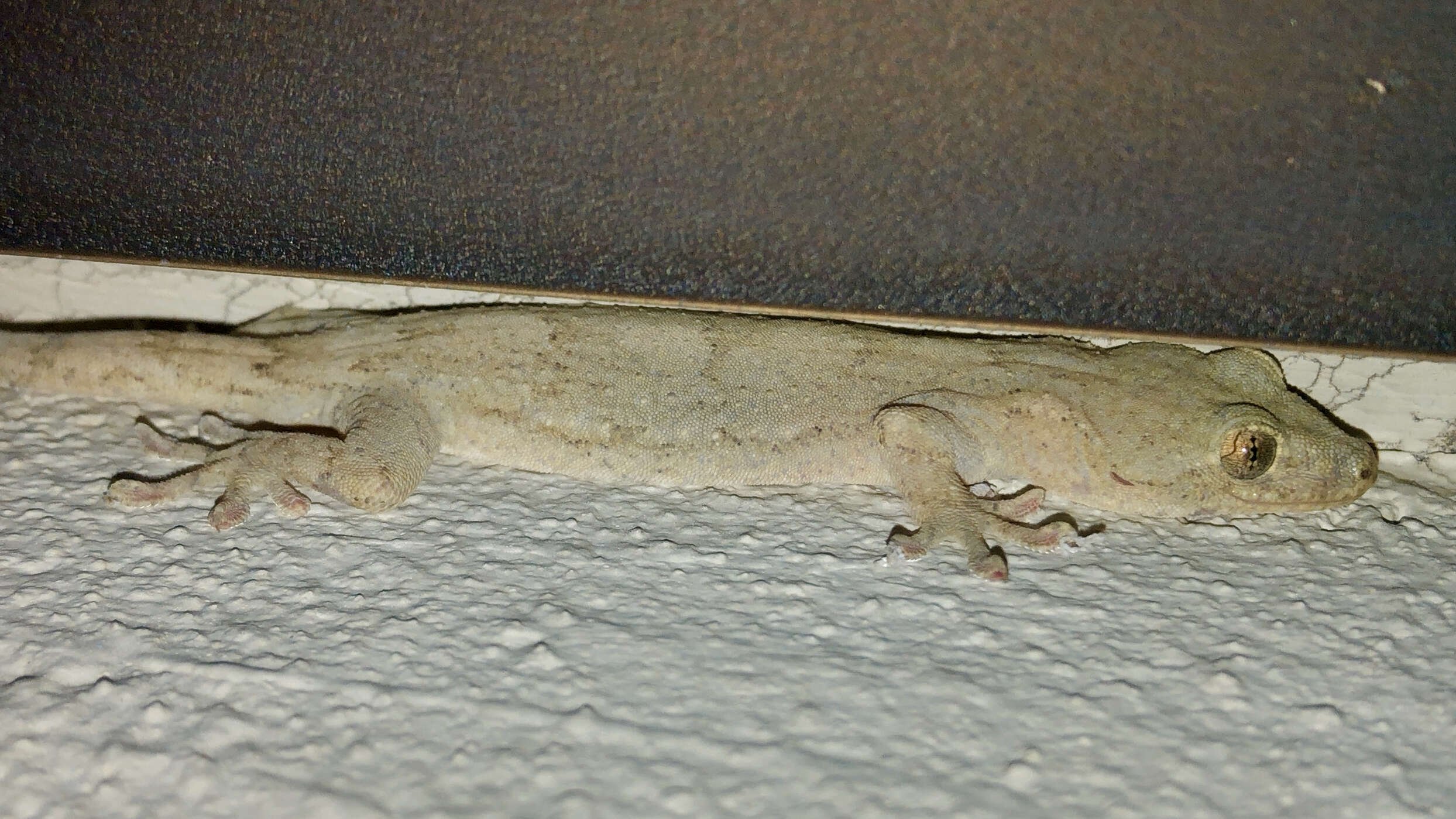 Image of Schlegel's Japanese Gecko