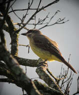 Image of Golden-crowned Flycatcher