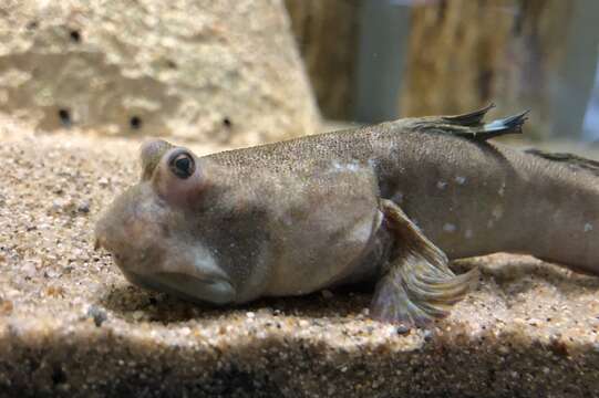 Image of Great blue spotted mudskipper