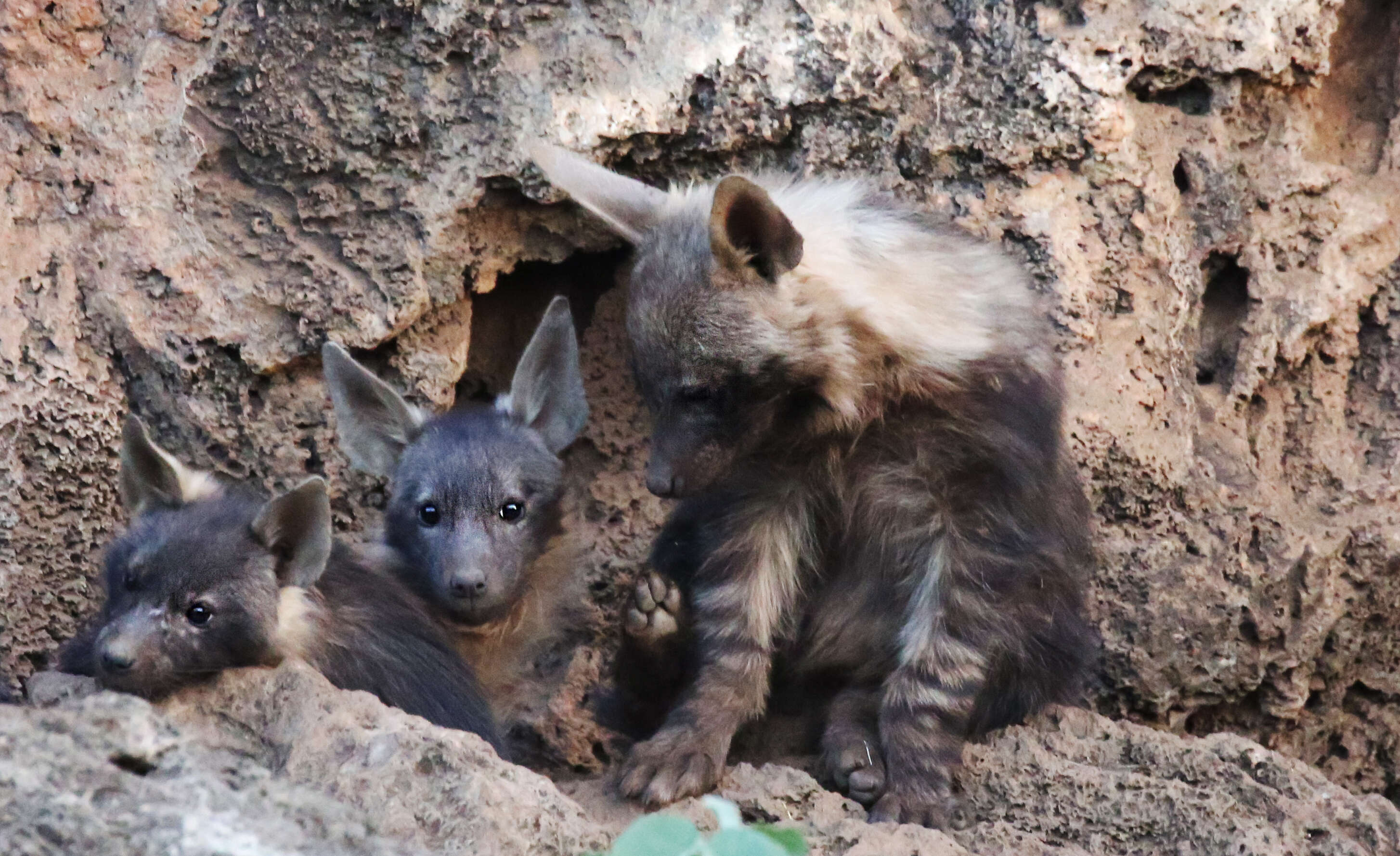 Image of Brown Hyena -- Brown Hyaena