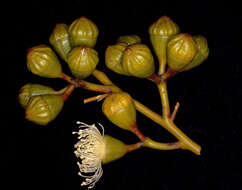 Image of Eucalyptus canescens D. Nicolle