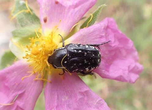 Image of Rockrose