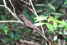 Image of Acanthosaura cardamomensis Wood, Grismer, Grismer, Neang, Chav & Holden 2010