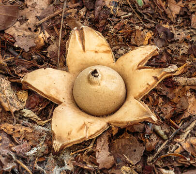 Image of Collared Earthstar