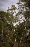 Image of Eucalyptus barberi L. A. S. Johnson & Blaxell