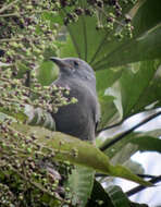 Image of Dusky Piha