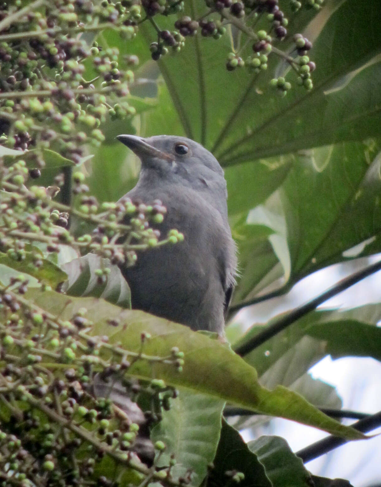 Image of Dusky Piha