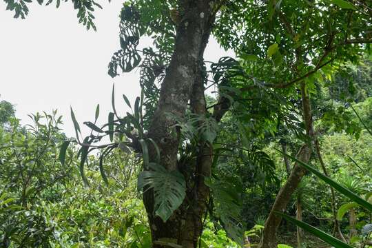 Image of Monstera siltepecana Matuda