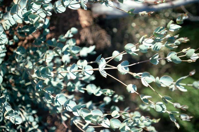 Image of Eucalyptus albida Maiden & Blakely