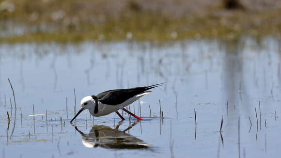 Image of Pied Stilt