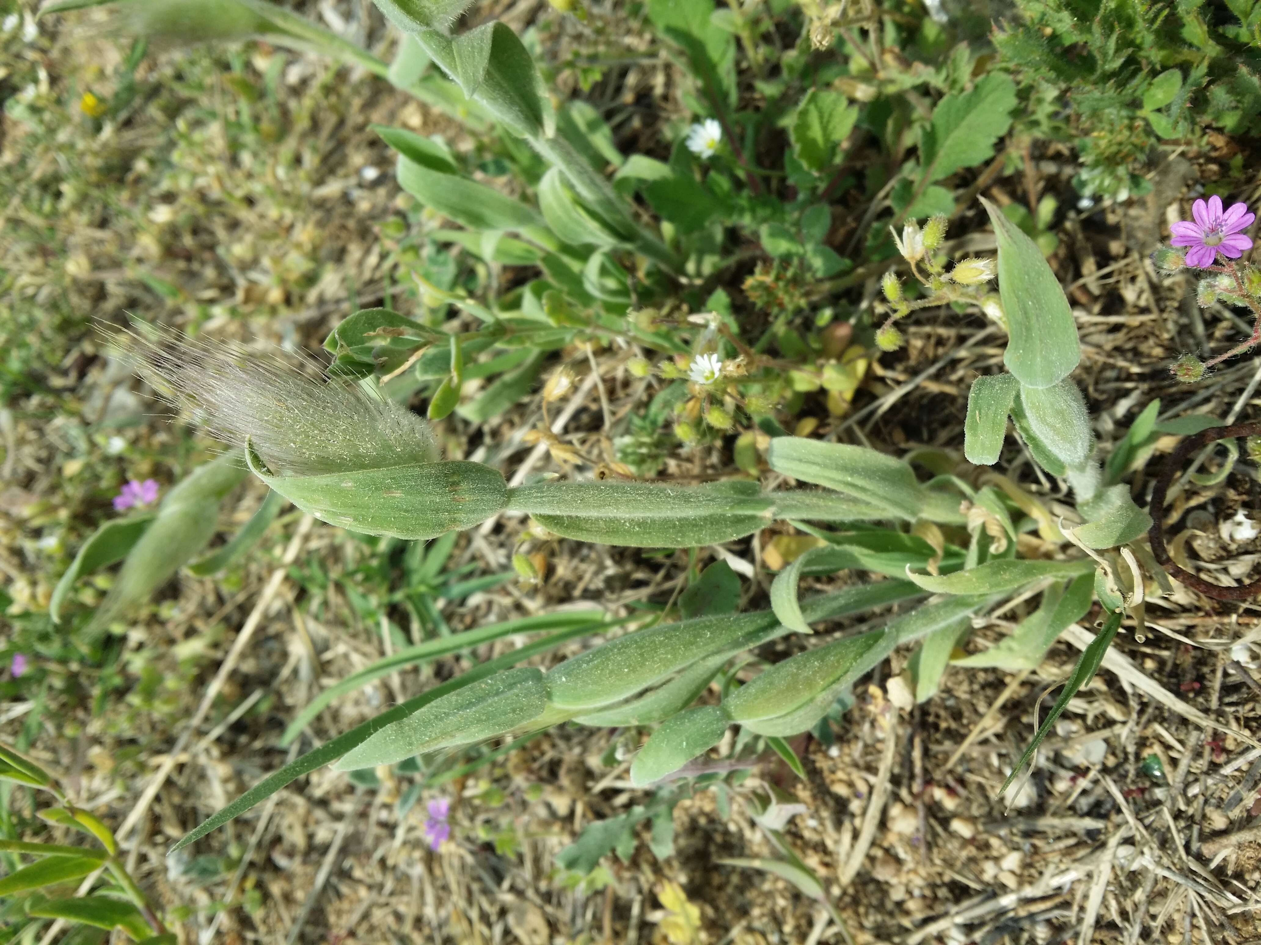 Image of harestail grass