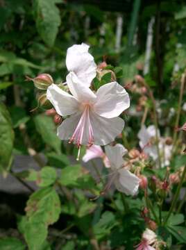 Image of <i>Geranium</i> × <i>cantabrigiense</i>