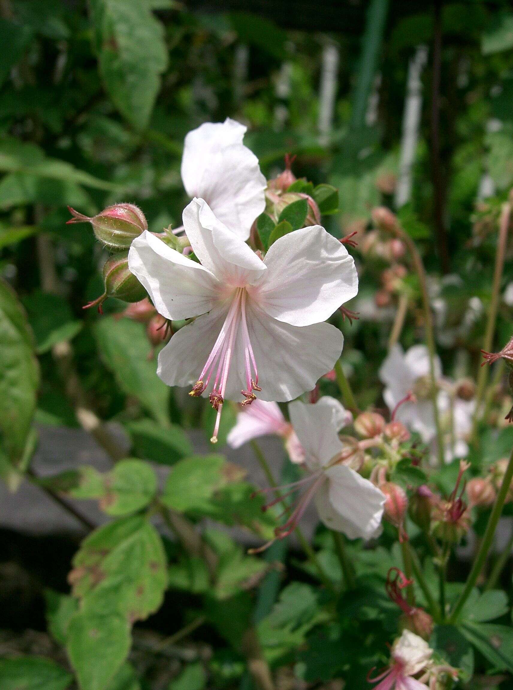 Image of <i>Geranium</i> × <i>cantabrigiense</i>