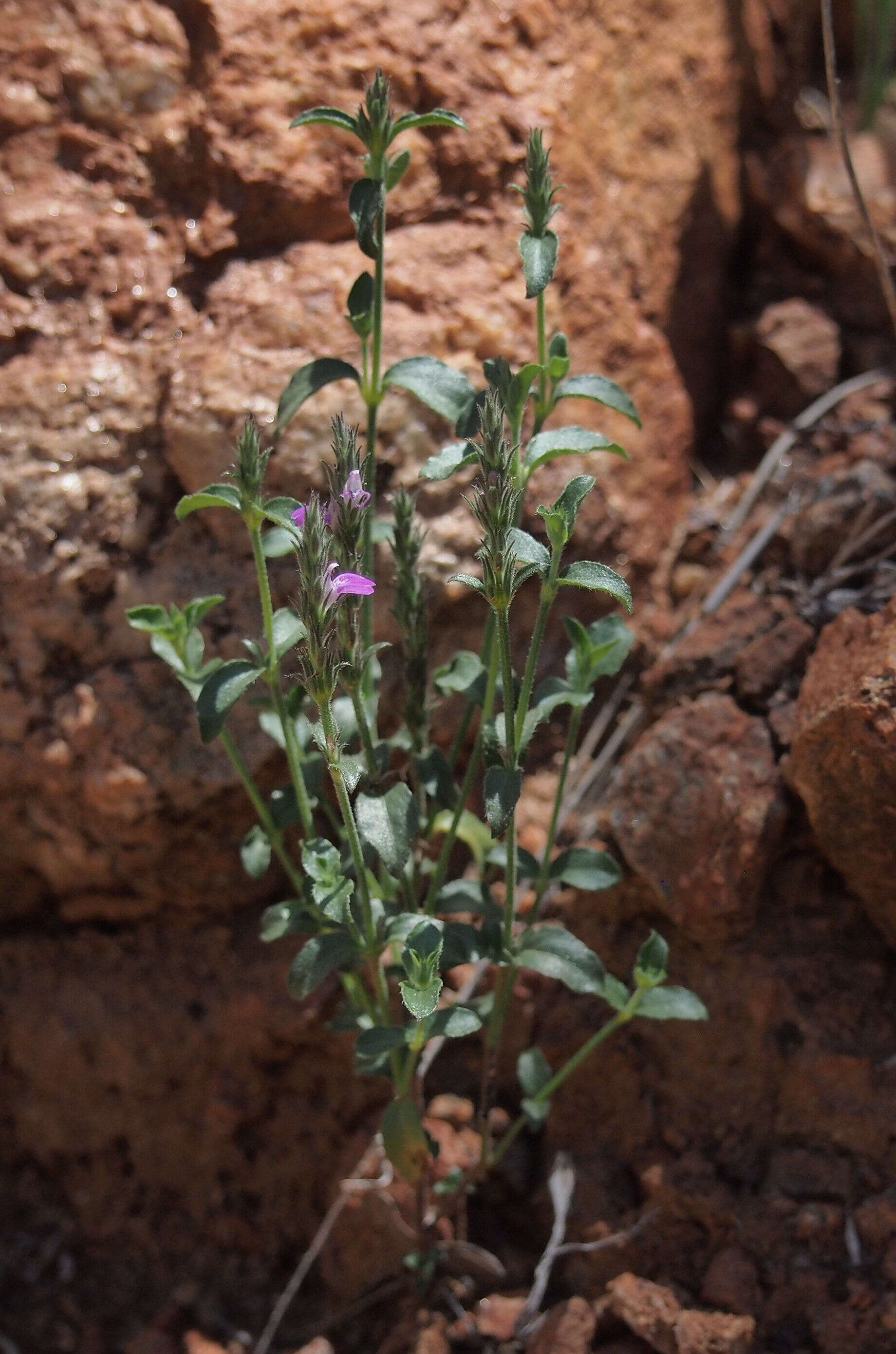 Image of Justicia adscendens subsp. adscendens