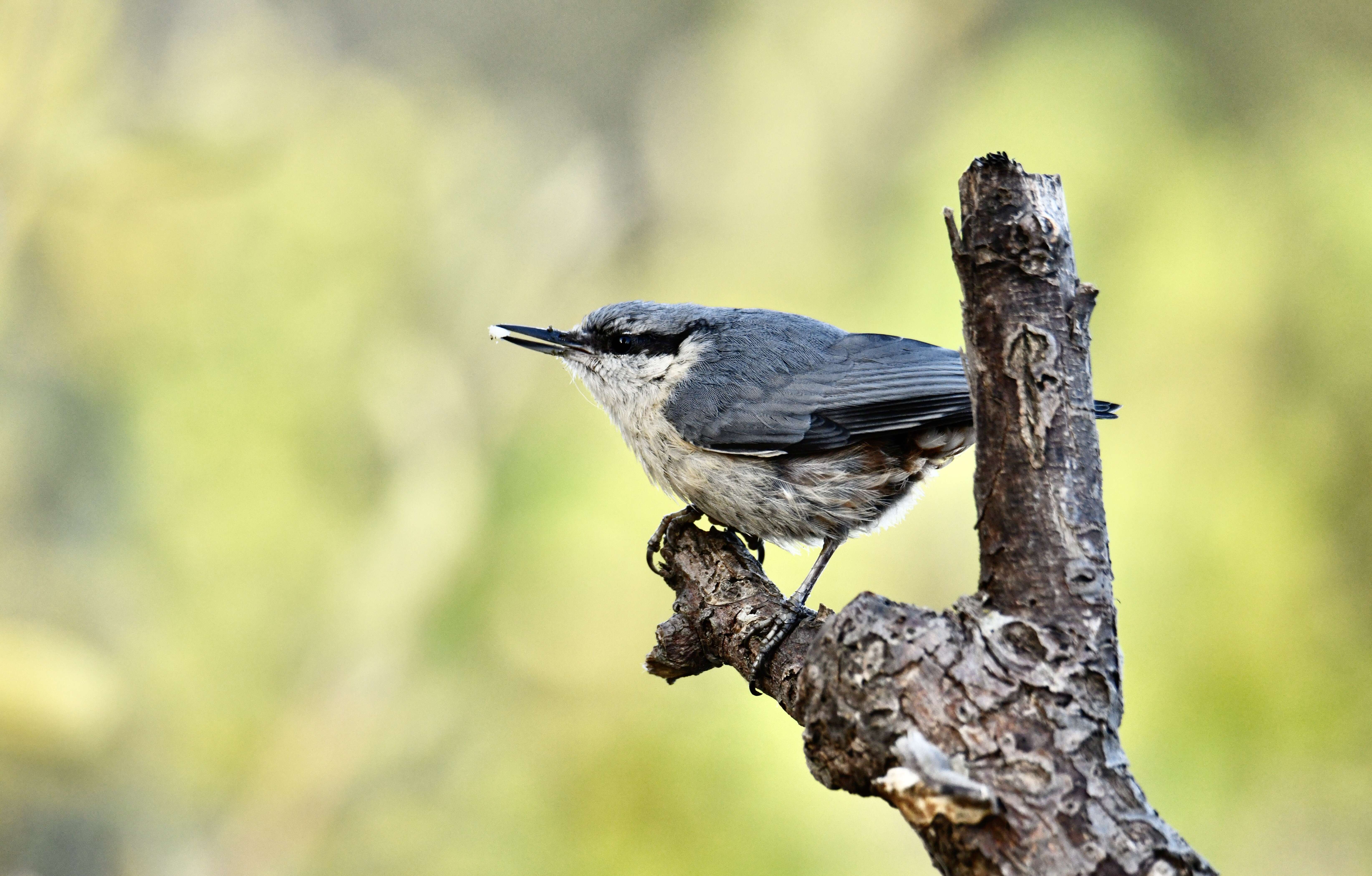 Image of Eurasian Nuthatch