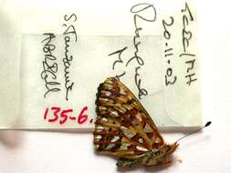 Image of Issoria smaragdifera Butler 1895