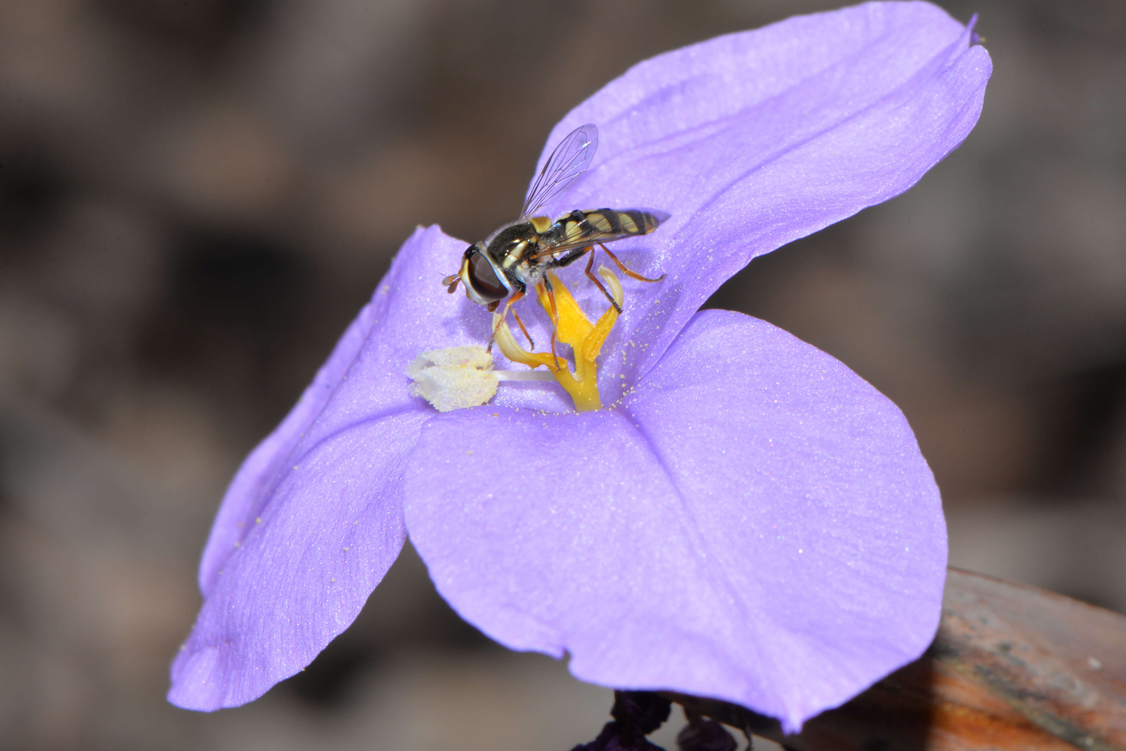 Imagem de Patersonia occidentalis R. Br.