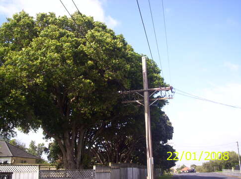 Image of Syzygium floribundum F. Müll.