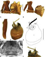 Image of Zephyrarchaea mainae (Platnick 1991)