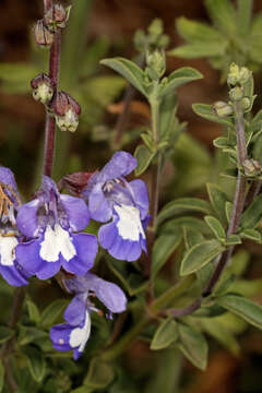 Image de Salvia muirii L. Bolus