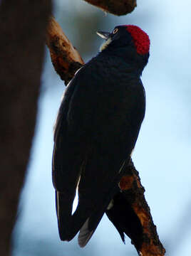 Image of Acorn Woodpecker