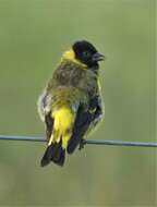 Image of Hooded Siskin