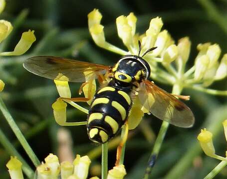 Image of <i>Chrysotoxum festivum</i>