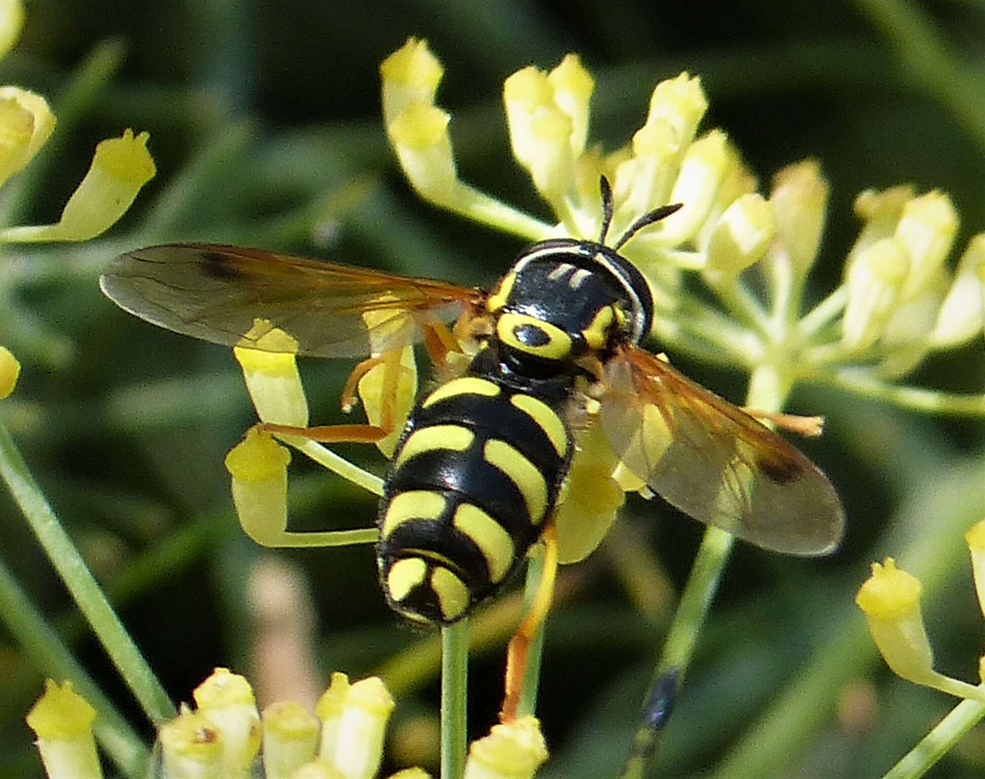 Image de <i>Chrysotoxum festivum</i>