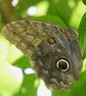 Image of Caligo telamonius