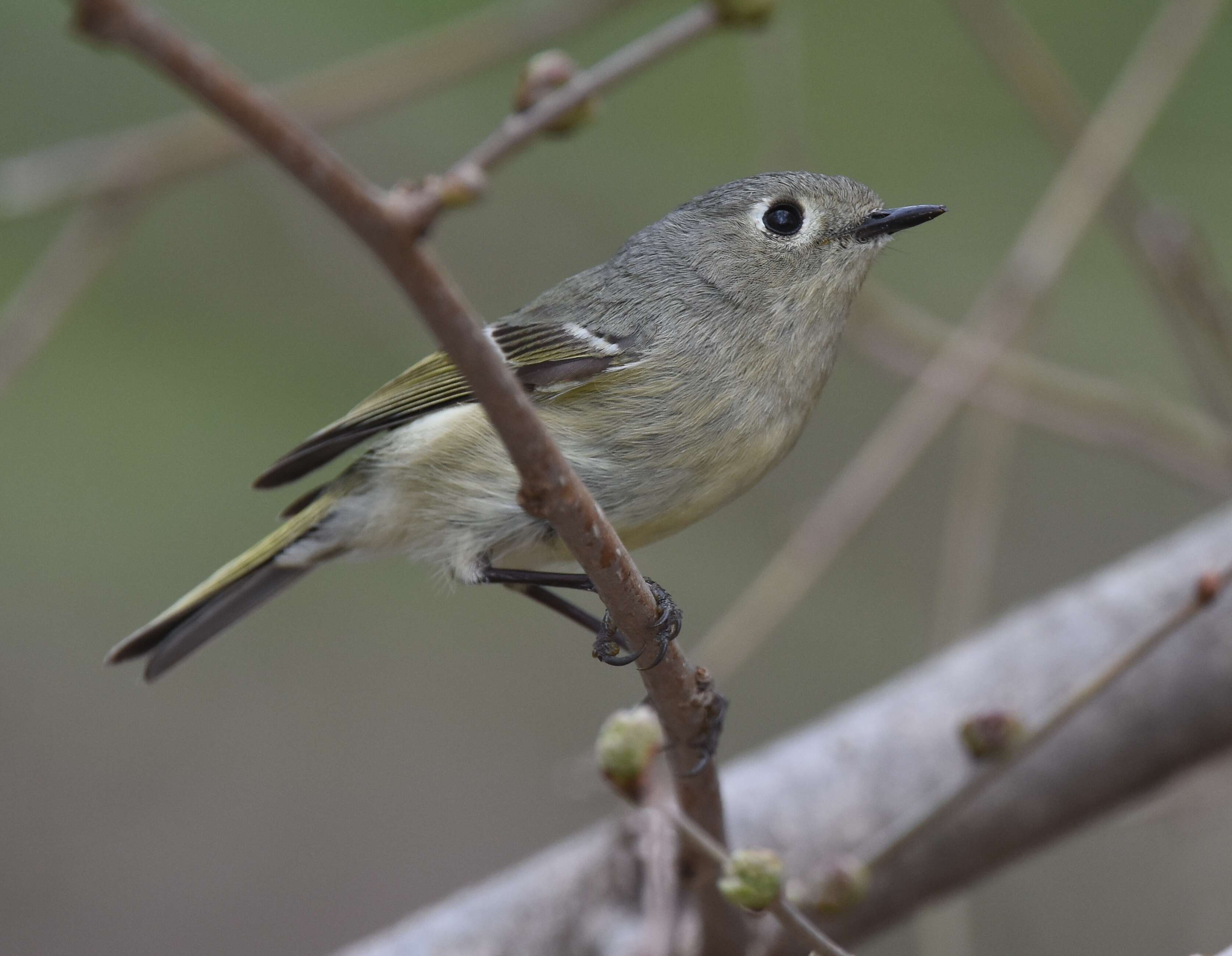 Image of goldcrests and kinglets