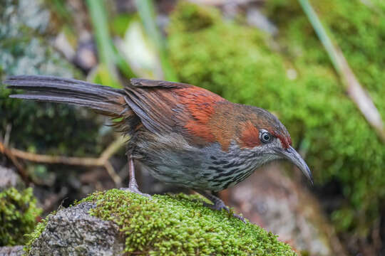 Image of Grey-sided Scimitar Babbler