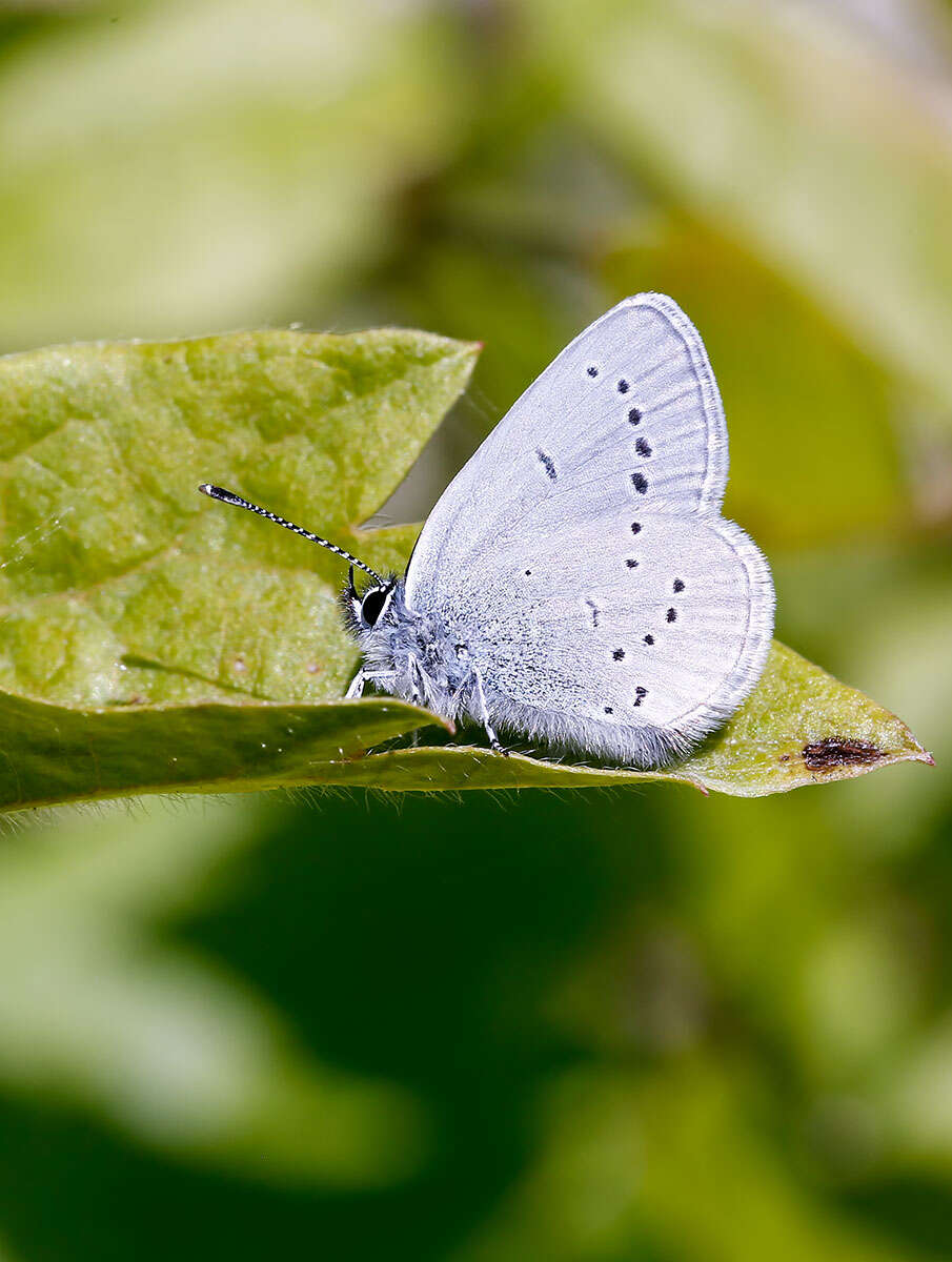 Image of small blue