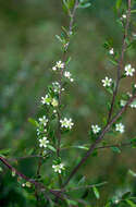 Sivun Leptospermum purpurascens J. Thompson kuva