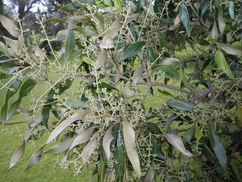 Image of African olive