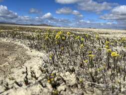 Image of Jared's pepperweed