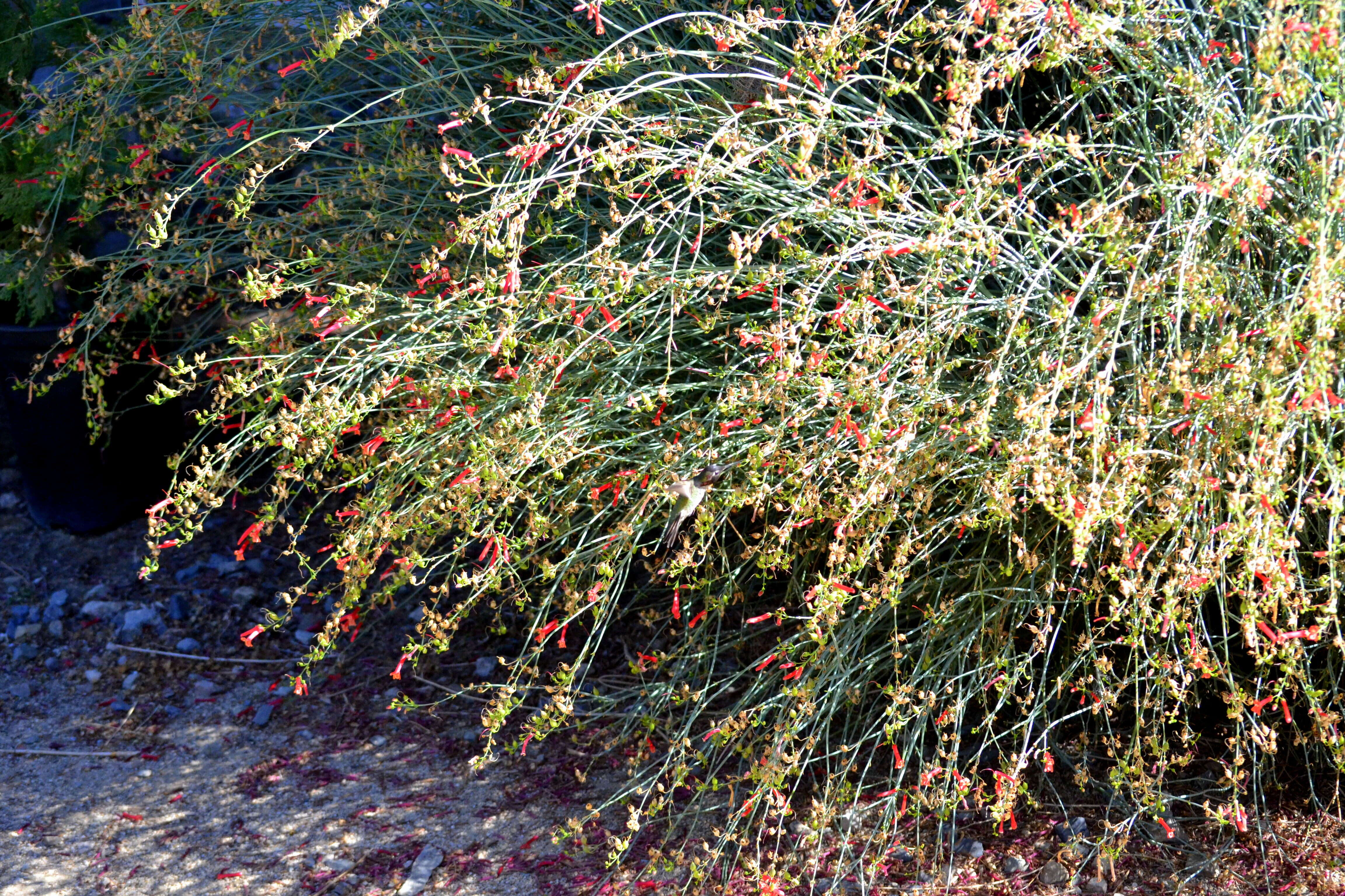 Sivun Gambelia juncea (Benth.) D. A. Sutton kuva