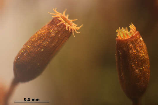 Image of dicranoweisia moss