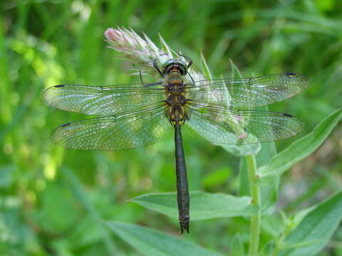 Image of Corduliochlora Marinov & Seidenbusch 2007