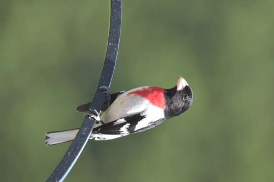 Image of Rose-breasted Grosbeak