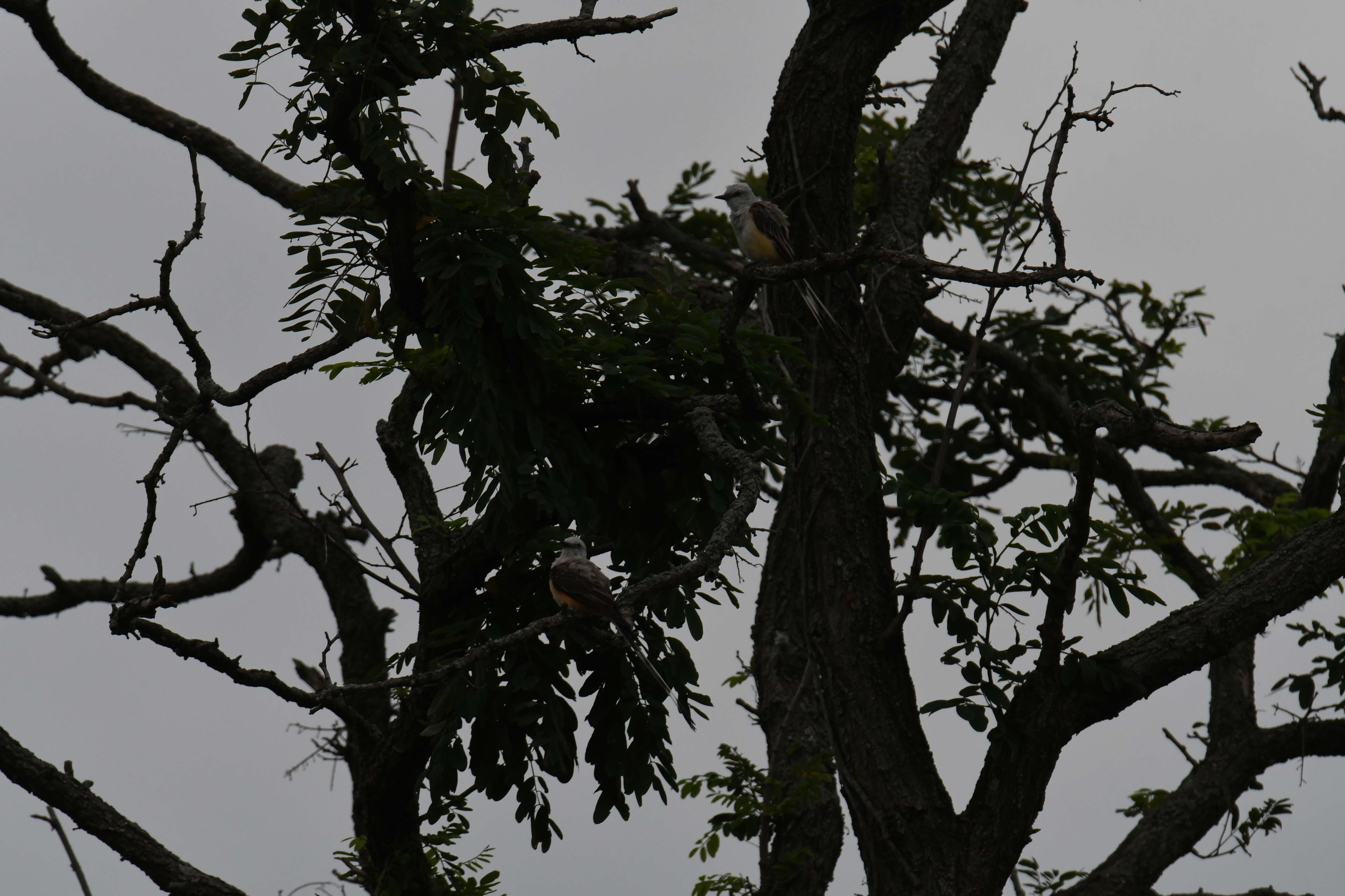 Image of Scissor-tailed Flycatcher